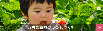 いちご体験