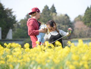 菜の花街道